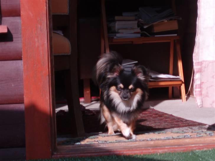 Chihuahua of Mexi's Kenzo - Skulle lige se, om jeg kunne finde Rasmus´s kødben........:-) billede 12