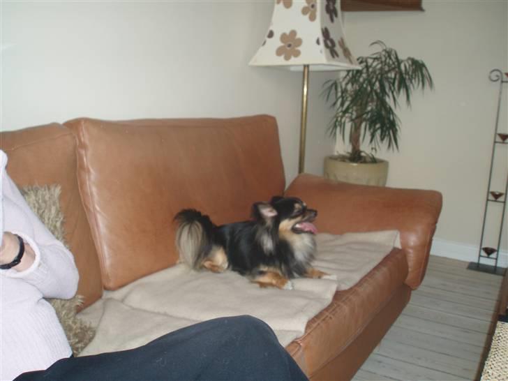 Chihuahua of Mexi's Kenzo - Så hør dog på mig billede 13