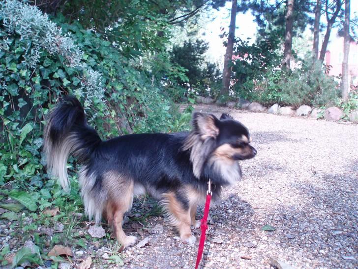 Chihuahua of Mexi's Kenzo - Skal vi snart gå den tur billede 14