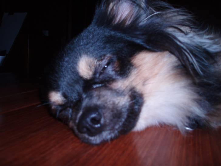 Chihuahua of Mexi's Kenzo - Ja... man kan jo blive lidt træt billede 15