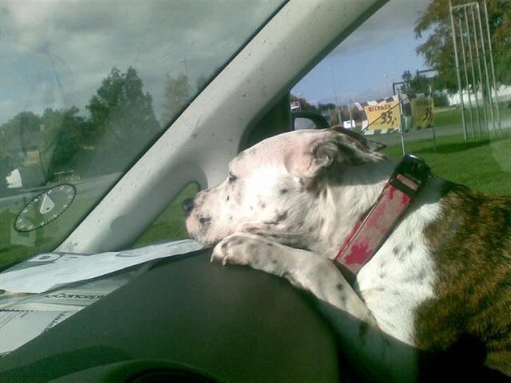 Blanding af racer Lady Di - På tur med far :) billede 11