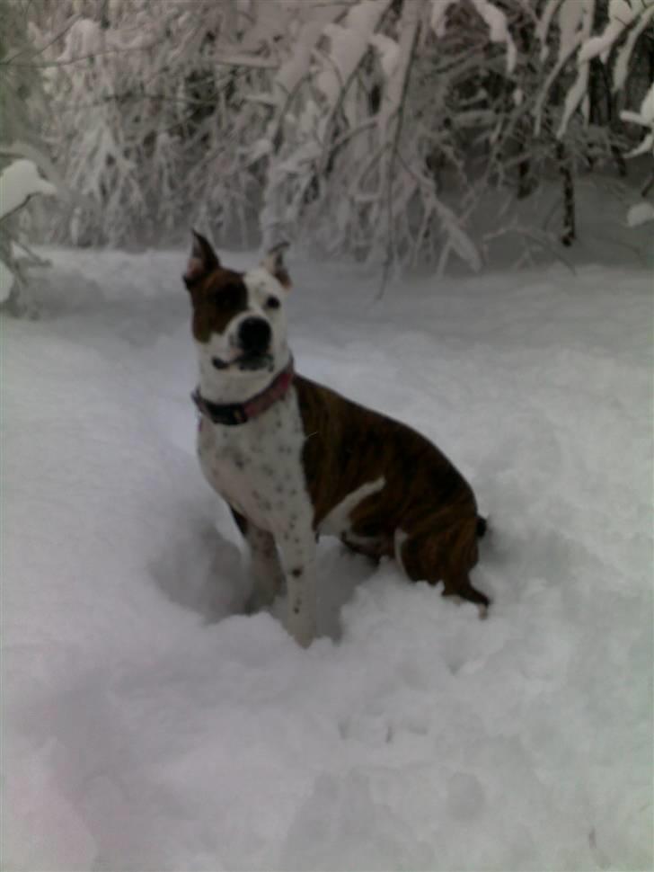 Blanding af racer Lady Di billede 12