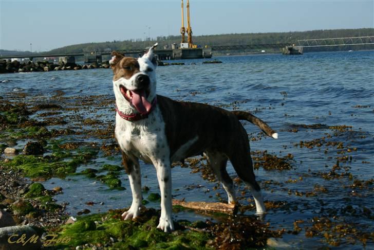 Blanding af racer Lady Di billede 13