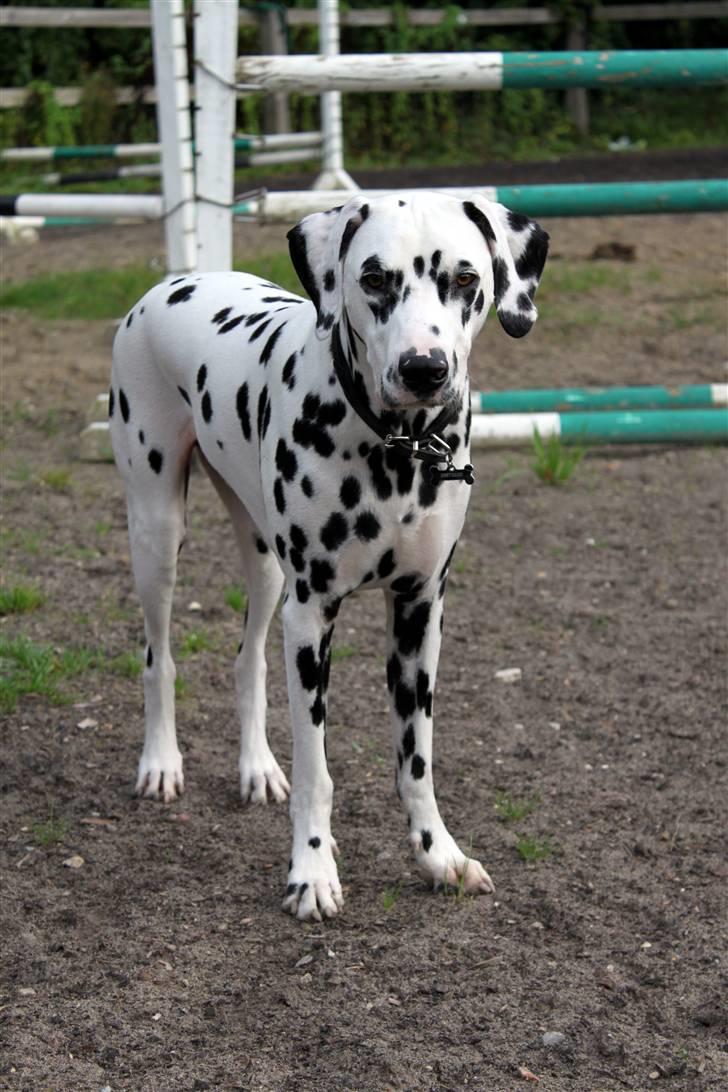 Dalmatiner *IG' in Hollywood (SMUCKAS) - Velkommen til !! (:  - sommer 09 billede 1