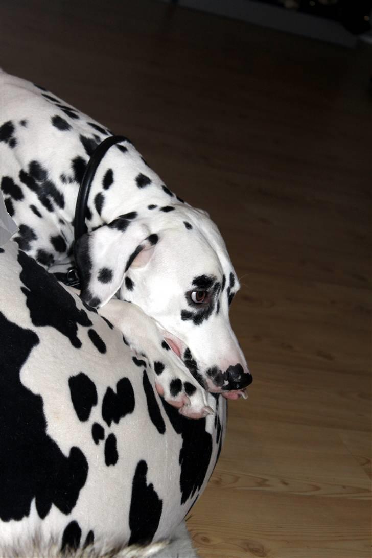 Dalmatiner *IG' in Hollywood (SMUCKAS) - Julen 2009 billede 2