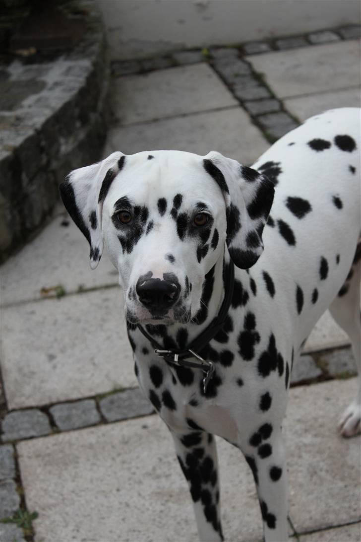 Dalmatiner *IG' in Hollywood (SMUCKAS) - Smukke hund ! Sommer 09 billede 3