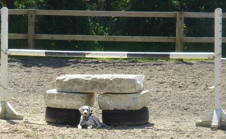 Dalmatiner *IG' in Hollywood (SMUCKAS) - Lille Rufus hygger sig på ridebanen :D (11 uger) - maj 08 billede 4