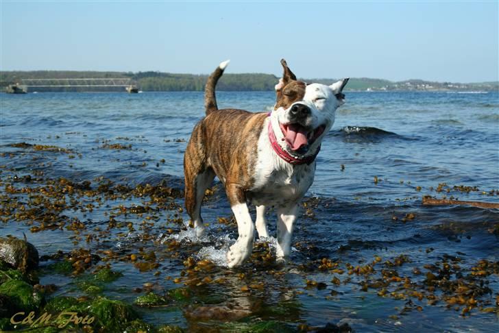 Blanding af racer Lady Di billede 14