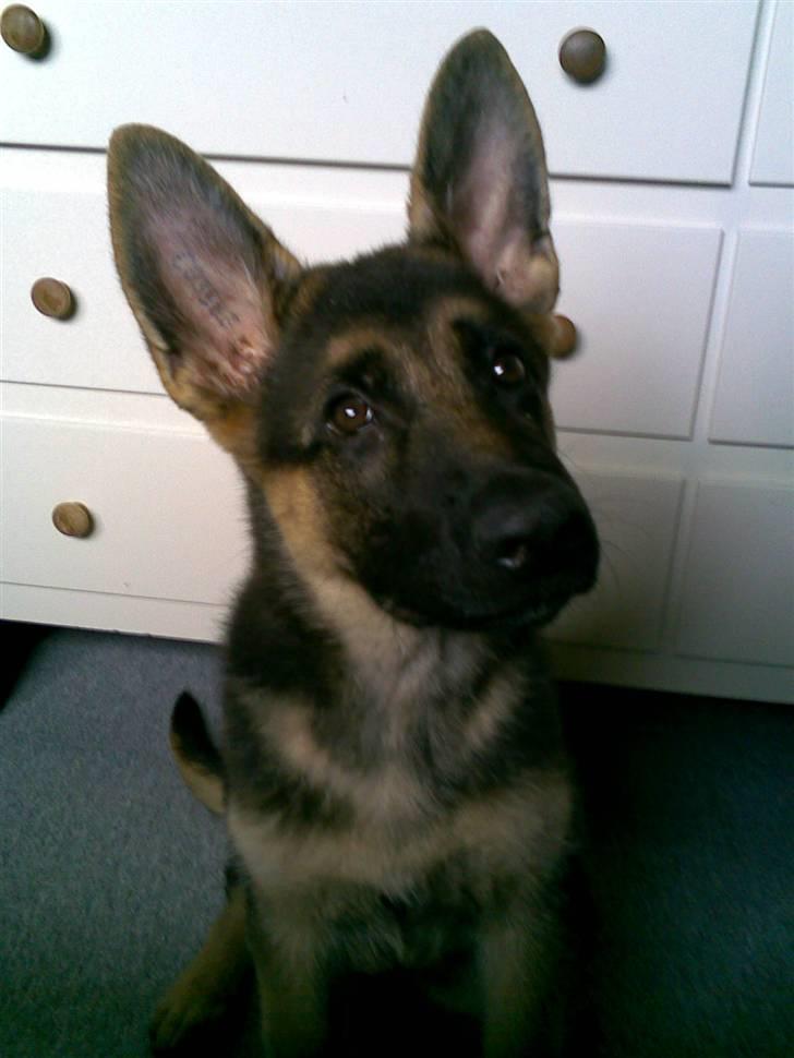 Schæferhund Payana - store øre... nej da ;) billede 10