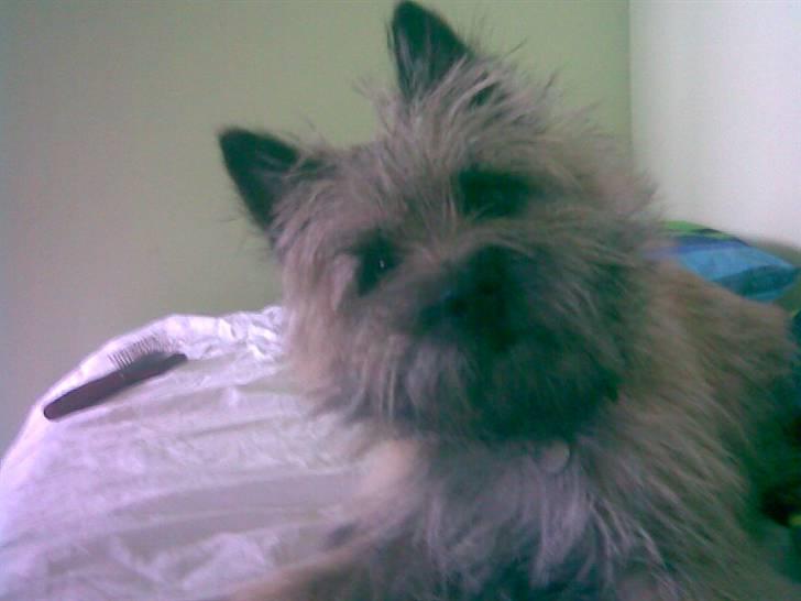 Cairn terrier Max billede 1