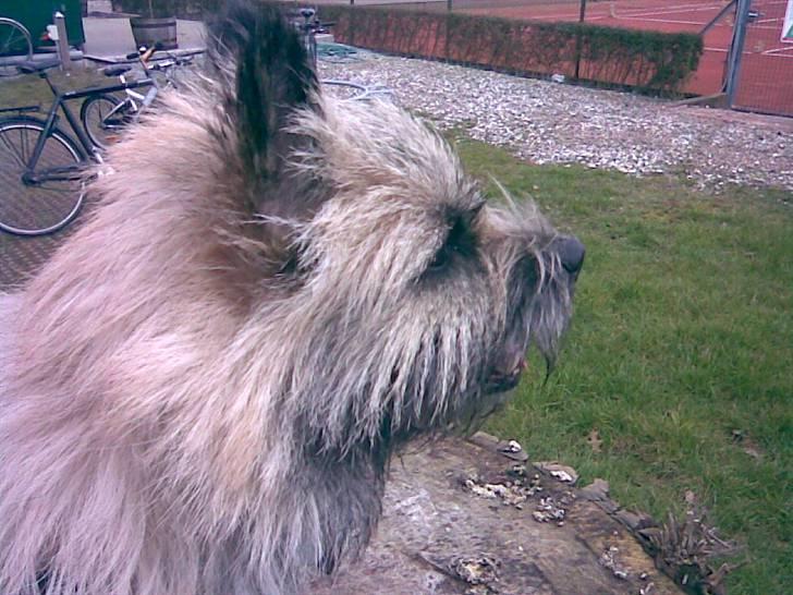 Cairn terrier Max billede 2