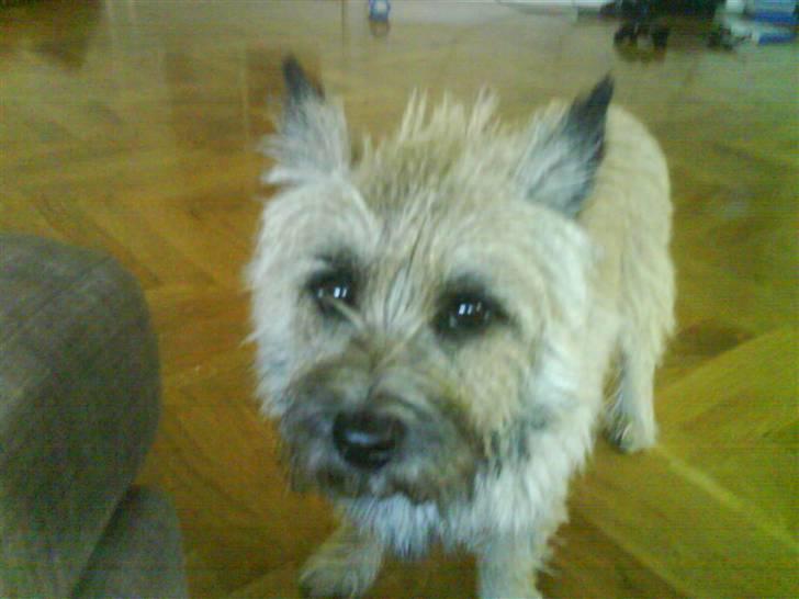 Cairn terrier Max billede 3