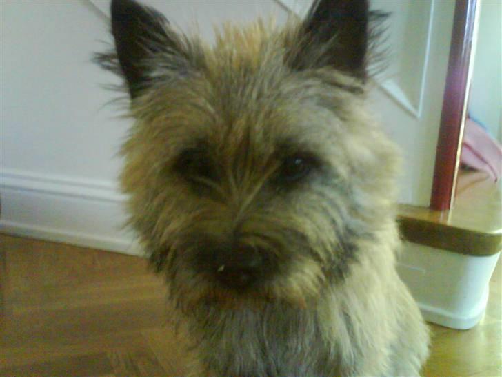 Cairn terrier Max billede 4