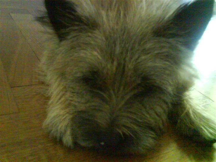 Cairn terrier Max billede 5