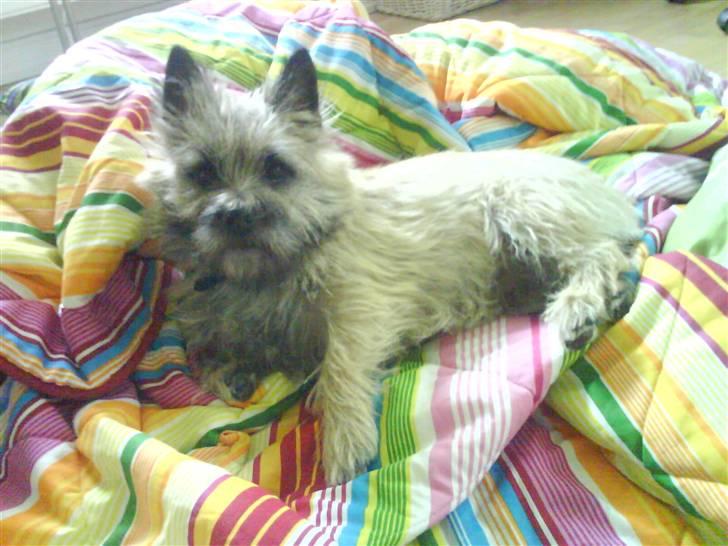 Cairn terrier Max billede 6