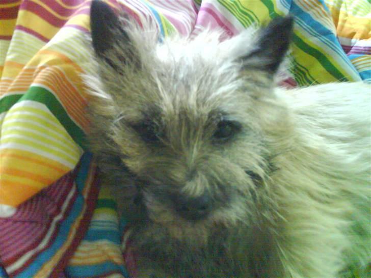 Cairn terrier Max billede 7