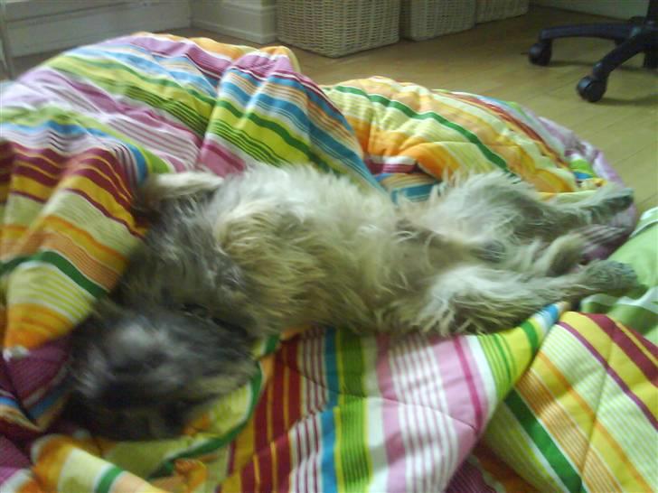 Cairn terrier Max billede 8
