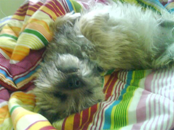 Cairn terrier Max billede 9