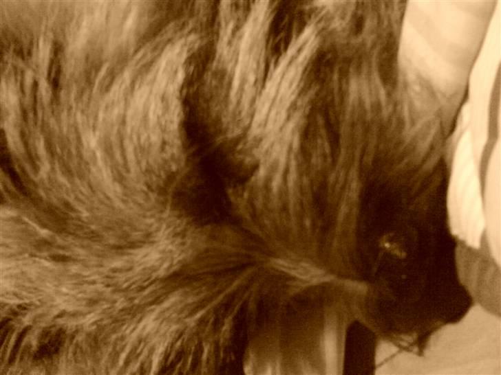 Cairn terrier Max billede 10