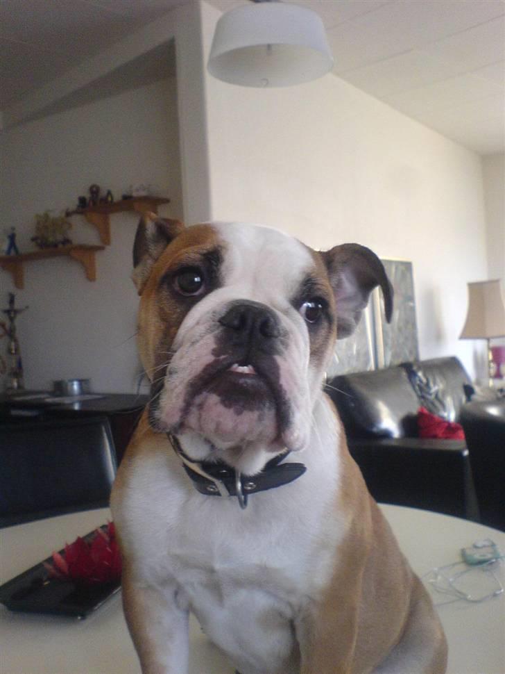 Engelsk bulldog Trille billede 17