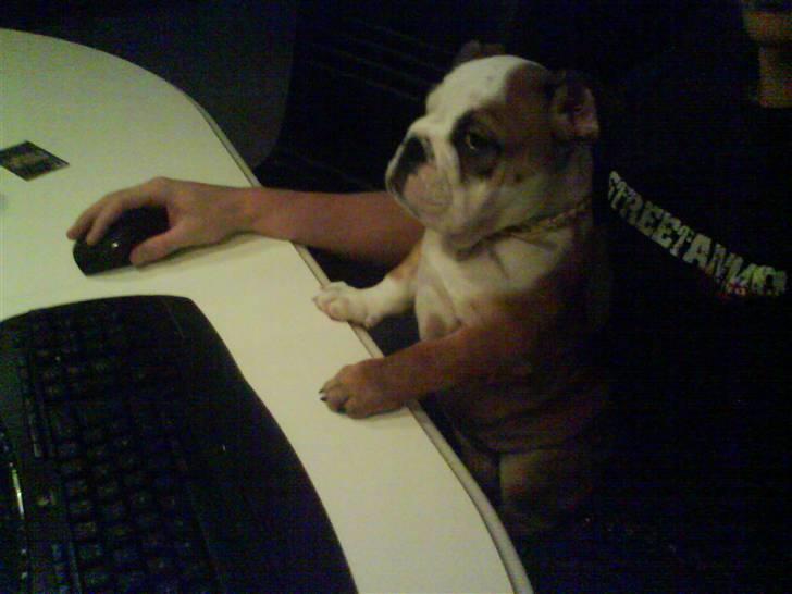 Engelsk bulldog Trille billede 18