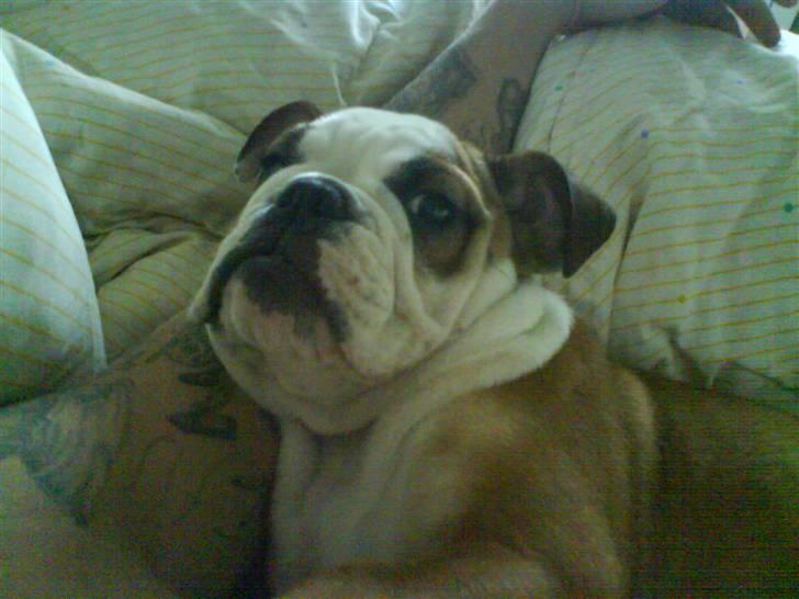 Engelsk bulldog Trille billede 19
