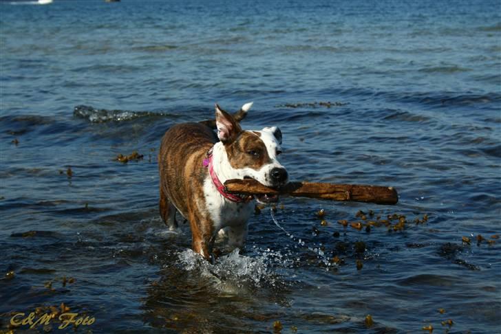 Blanding af racer Lady Di billede 15