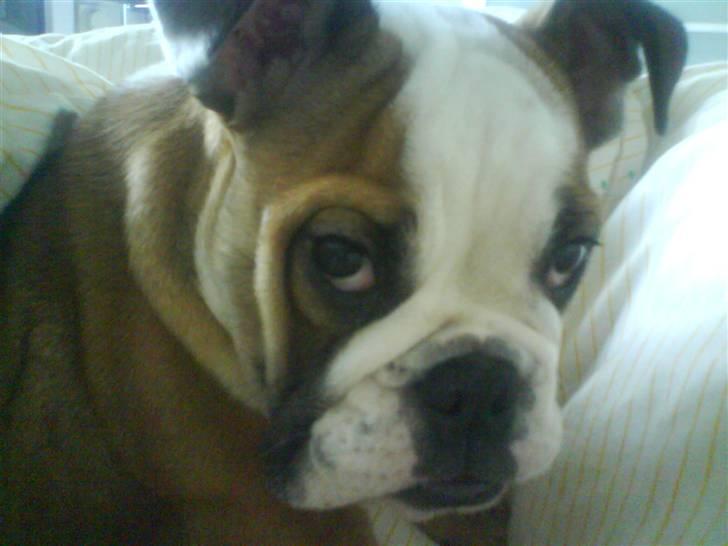 Engelsk bulldog Trille billede 20
