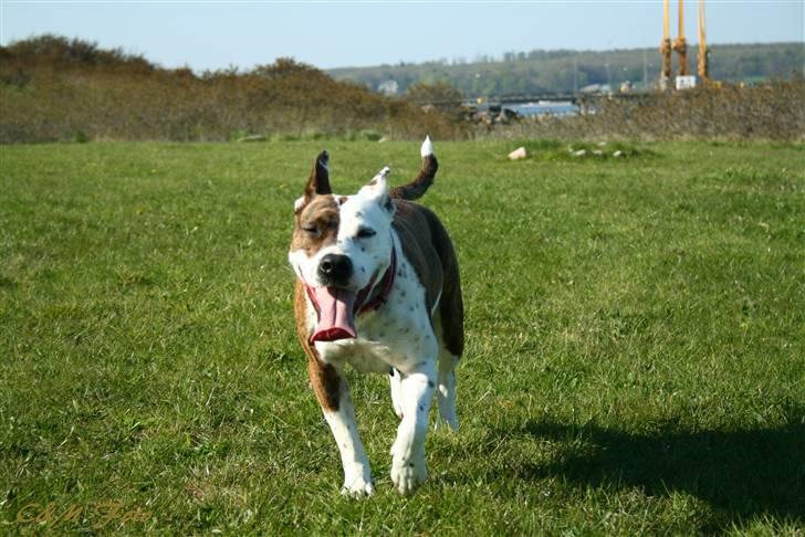 Blanding af racer Lady Di billede 16