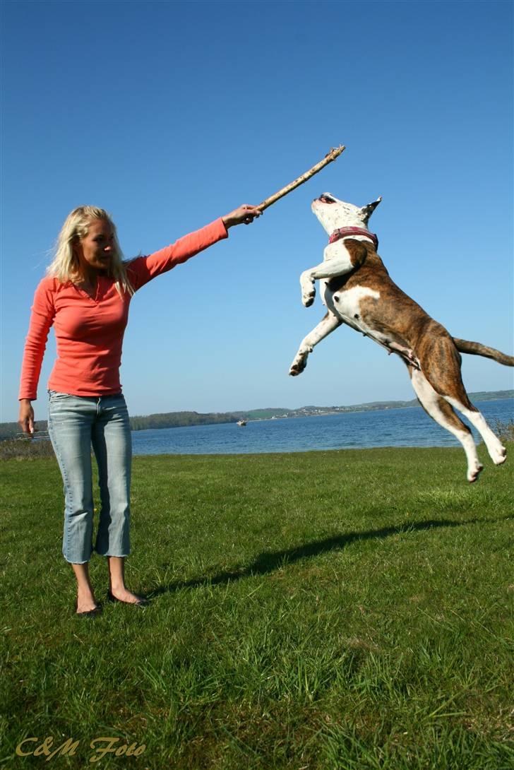 Blanding af racer Lady Di billede 17