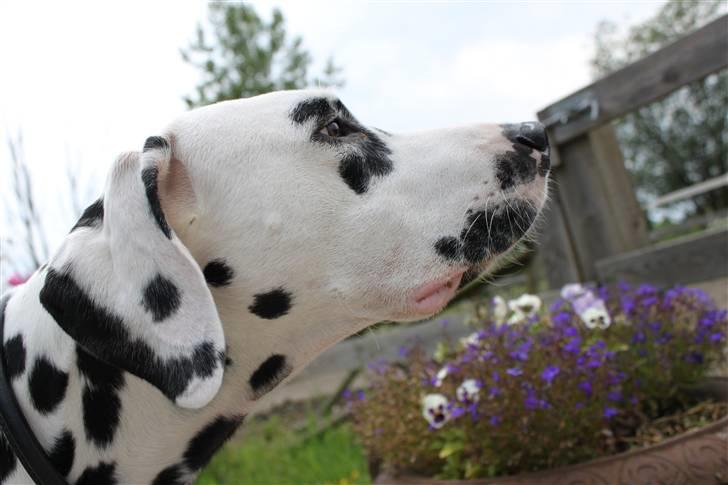 Dalmatiner *IG' in Hollywood (SMUCKAS) - 29-7-09 billede 5