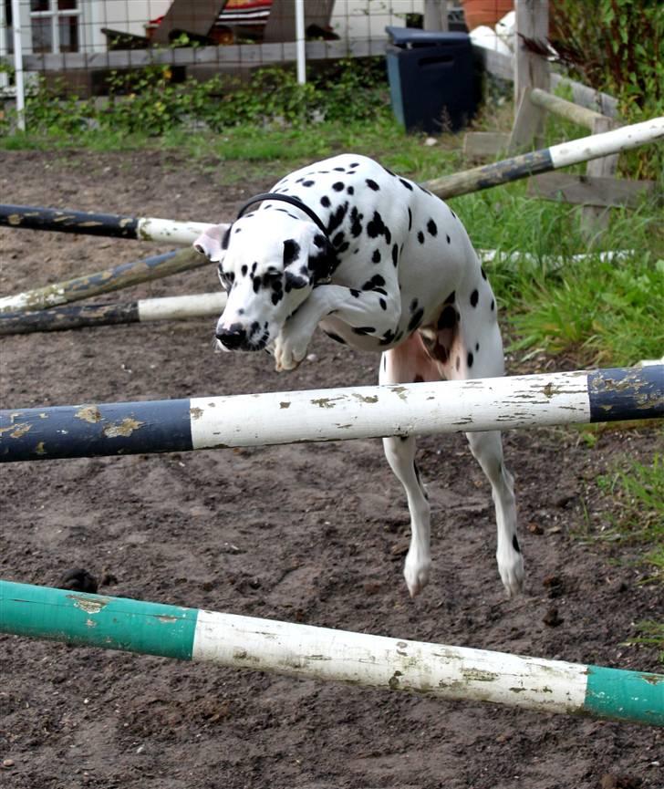 Dalmatiner *IG' in Hollywood (SMUCKAS) - 1 meters spring. sommer 09 billede 6