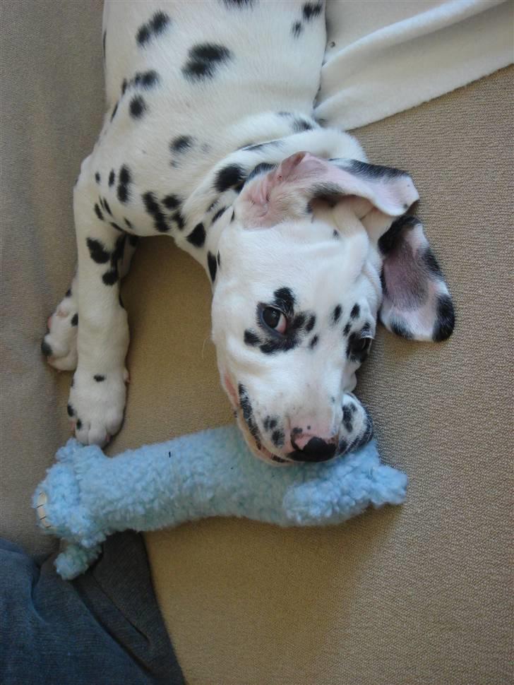 Dalmatiner *IG' in Hollywood (SMUCKAS) - Fjollede hvalp. maj 08 billede 7