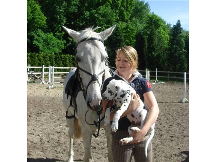 Dalmatiner *IG' in Hollywood (SMUCKAS) - Lidria, Rufus & Mig :D 28 Maj 08 (11 uger) billede 8