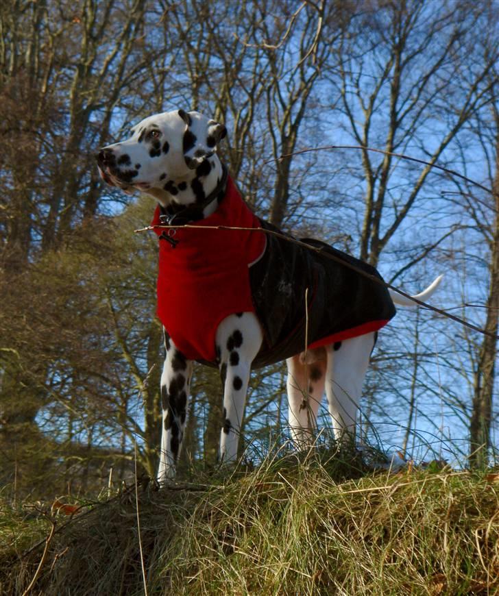 Dalmatiner *IG' in Hollywood (SMUCKAS) - I´m a Hero ! Vinter 09 . Smukke hund! billede 9