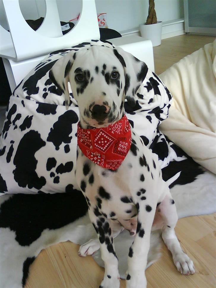 Dalmatiner *IG' in Hollywood (SMUCKAS) - Lækkermås :b 14 Juni 08 billede 10