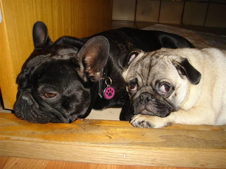 Fransk bulldog Gordon - Det er mig og fætter Dario billede 18