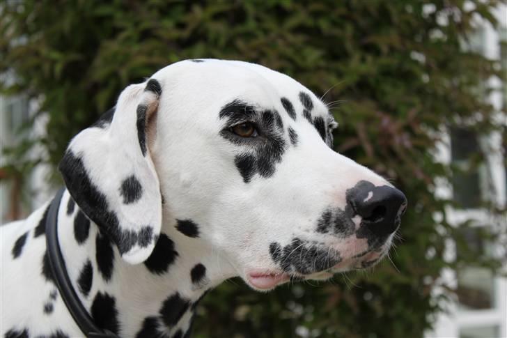 Dalmatiner *IG' in Hollywood (SMUCKAS) - 29-7-09 billede 11