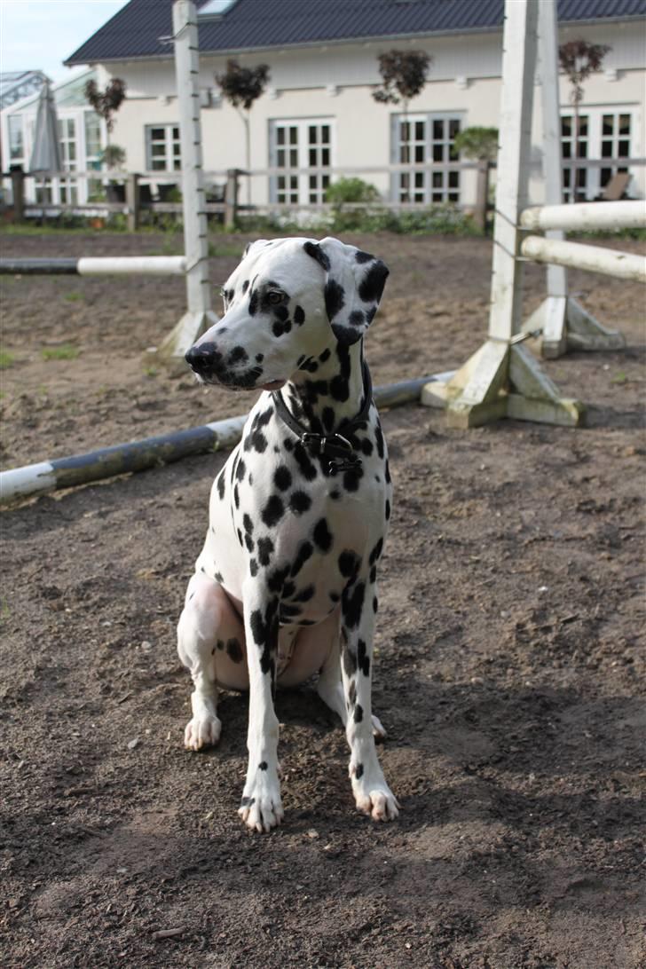 Dalmatiner *IG' in Hollywood (SMUCKAS) - Sommer 09 billede 12