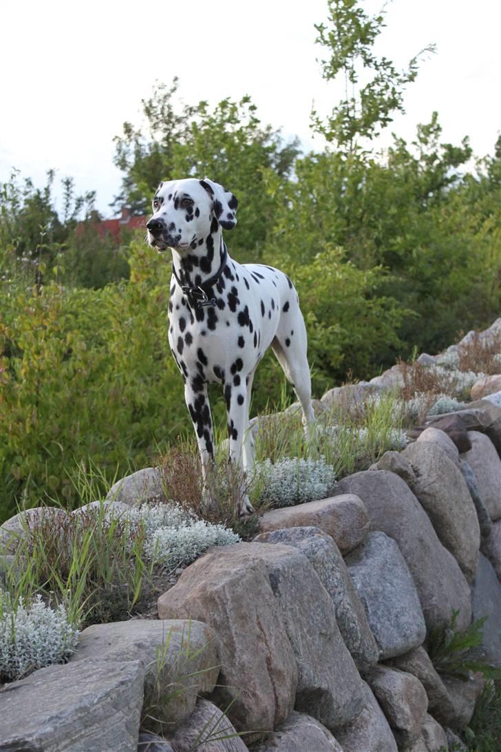 Dalmatiner *IG' in Hollywood (SMUCKAS) - sommer 09 billede 13