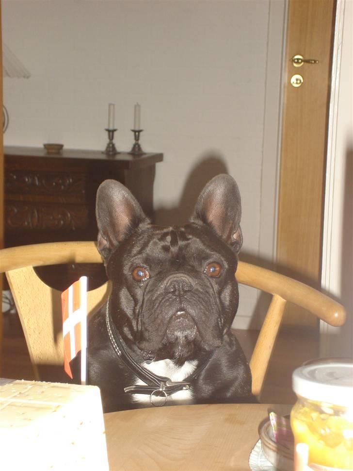 Fransk bulldog Gordon - Det er min fars fødselsdag billede 19