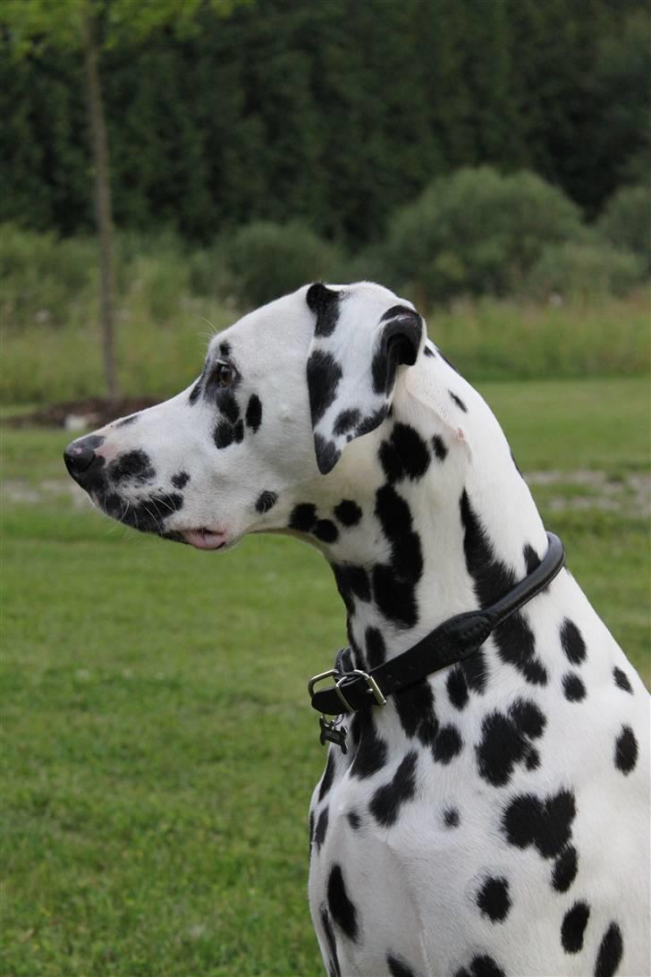 Dalmatiner *IG' in Hollywood (SMUCKAS) - Smukke hund ! Sommer 09 billede 14
