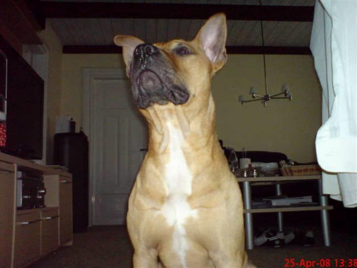 Amerikansk staffordshire terrier Tajs - sidder lige og ser lidt barsk ud... tror jeg nok c",) billede 14