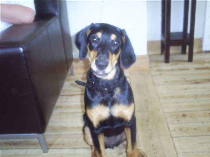 Blanding af racer Jensen.. billede 1