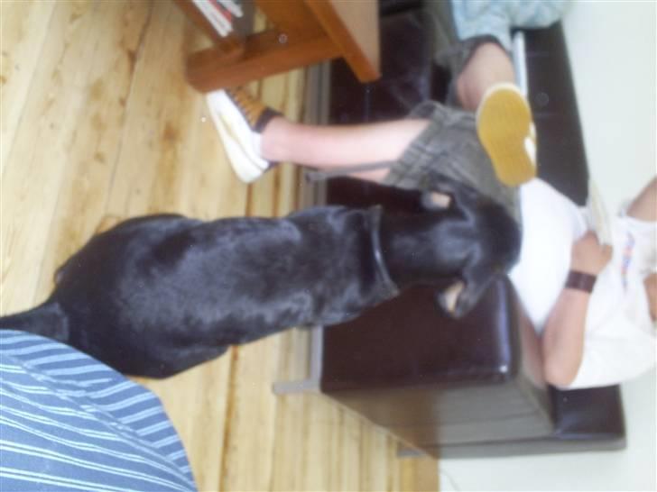 Blanding af racer Jensen.. billede 2