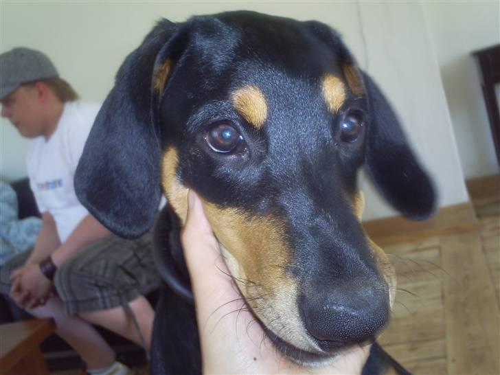 Blanding af racer Jensen.. billede 3