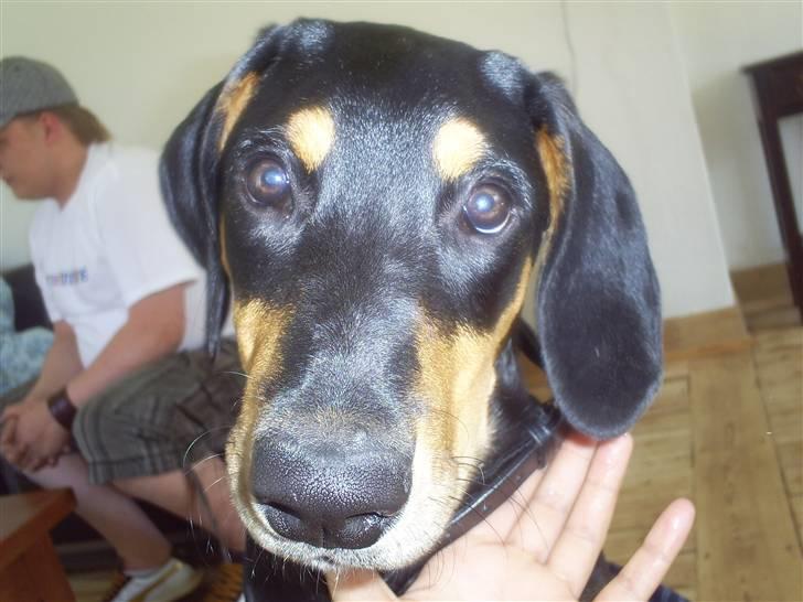 Blanding af racer Jensen.. billede 4