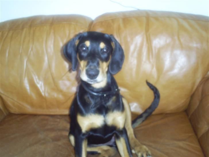 Blanding af racer Jensen.. billede 5