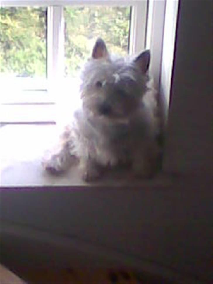 West highland white terrier Ditte billede 14