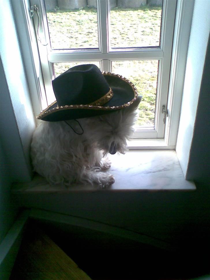 West highland white terrier Ditte billede 15